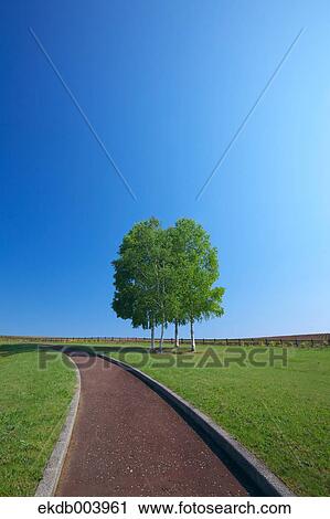 White birch trees and promenade, Hokkaido View Large Photo Image Stock Image - White birch trees and promenade, Hokkaido. Fotosearch