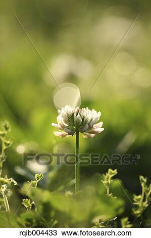 White clover View Large Photo Image Stock Image - White clover. Fotosearch