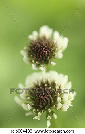 Stock Photo - White clover. Fotosearch