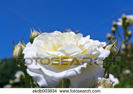 White rose and blue sky View Large Photo Image Picture - White rose and blue sky. Fotosearch
