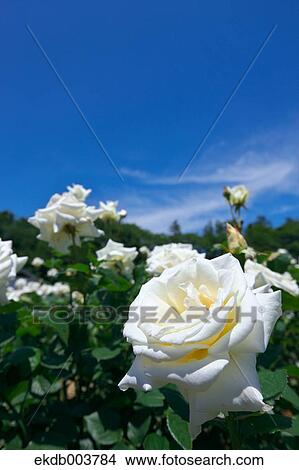 White roses and blue sky View Large Photo Image Picture - White roses and blue sky. Fotosearch