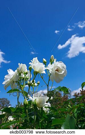 Stock Photo - White roses and blue sky. Fotosearch
