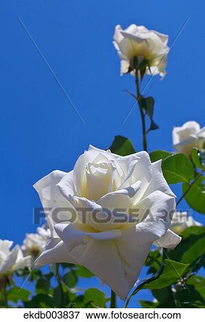 White roses and blue sky View Large Photo Image Stock Photo - White roses and blue sky. Fotosearch