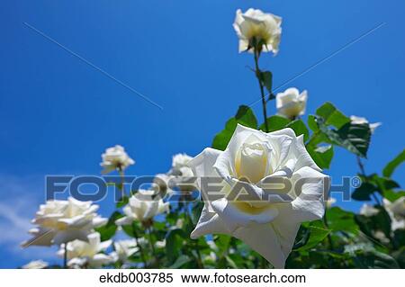 White roses and blue sky View Large Photo Image Stock Photography - White roses and blue sky. Fotosearch