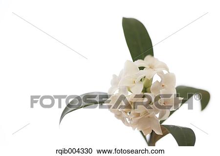 Stock Image - Winter Daphne. Fotosearch