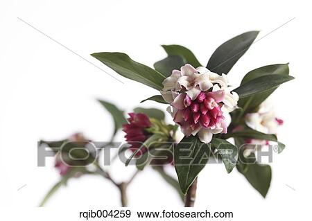 Stock Photo - Winter Daphne. Fotosearch