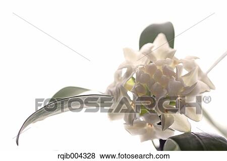 Stock Photo - Winter Daphne. Fotosearch