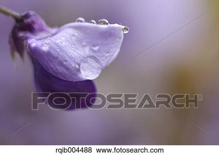 Wisteria flower View Large Photo Image Stock Photo - Wisteria flower. Fotosearch