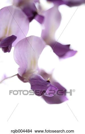 Wisteria flowers View Large Photo Image Picture - Wisteria flowers. Fotosearch