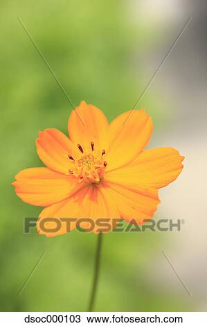 Yellow Cosmos View Large Photo Image Stock Image - Yellow Cosmos. Fotosearch