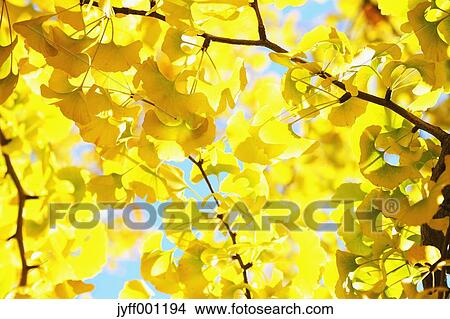 Picture - Yellow Ginkgo leaves. Fotosearch