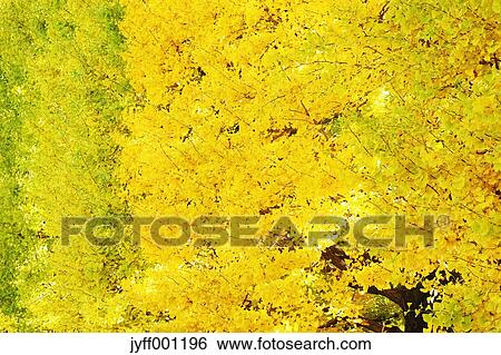Stock Photograph - Yellow Ginkgo leaves. Fotosearch