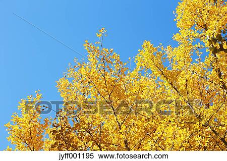 Yellow Ginkgo leaves View Large Photo Image Stock Photography - Yellow Ginkgo leaves. Fotosearch