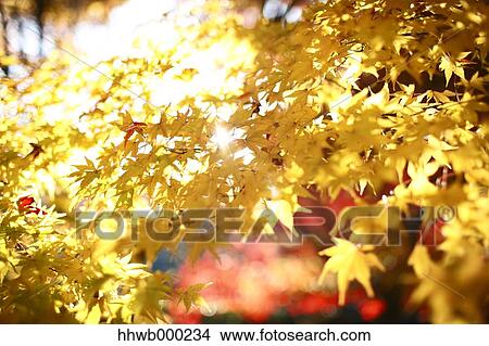 Picture - Yellow maple leaves. Fotosearch