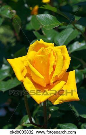 Yellow rose View Large Photo Image Stock Image - Yellow rose. Fotosearch
