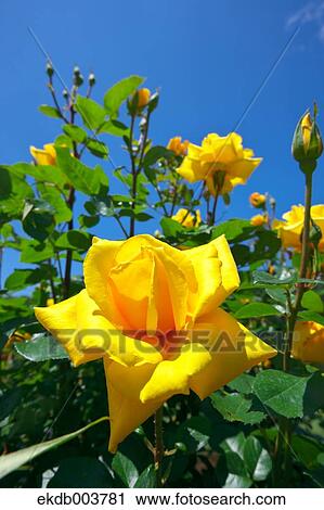 Yellow roses and blue sky View Large Photo Image Stock Image - Yellow roses and blue sky. Fotosearch
