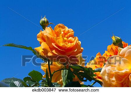Stock Photo - Yellow roses and blue sky. Fotosearch