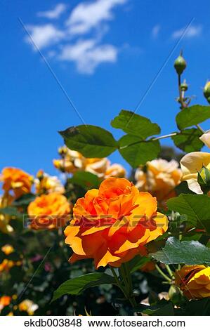 Stock Photo - Yellow roses and blue sky. Fotosearch