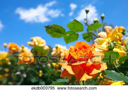 Yellow roses and blue sky View Large Photo Image Stock Photography - Yellow roses and blue sky. Fotosearch