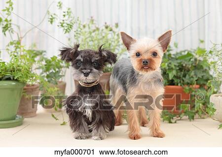 Yorkshire Terrier and Miniature Schnauzer View Large Photo Image Stock Image - Yorkshire Terrier and Miniature Schnauzer. Fotosearch