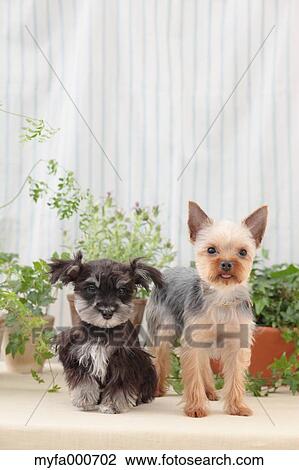Yorkshire Terrier and Miniature Schnauzer View Large Photo Image Stock Image - Yorkshire Terrier and Miniature Schnauzer. Fotosearch