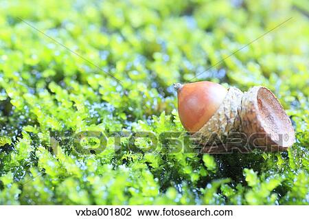 Acorn on moss View Large Photo Image Stock Image - Acorn on moss. Fotosearch