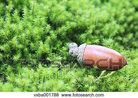 Acorn on moss View Large Photo Image Stock Photo - Acorn on moss. Fotosearch