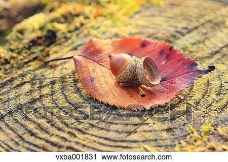 Stock Image - Acorn on tree stump. Fotosearch