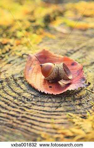 Acorn on tree stump View Large Photo Image Stock Image - Acorn on tree stump. Fotosearch