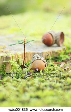 Acorns and leaves View Large Photo Image Stock Photograph - Acorns and leaves. Fotosearch