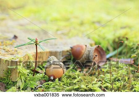 Acorns and leaves View Large Photo Image Stock Photography - Acorns and leaves. Fotosearch