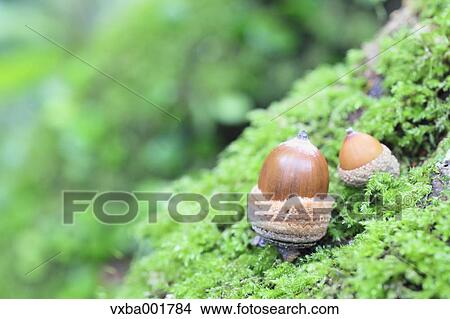 Acorns on moss View Large Photo Image Picture - Acorns on moss. Fotosearch