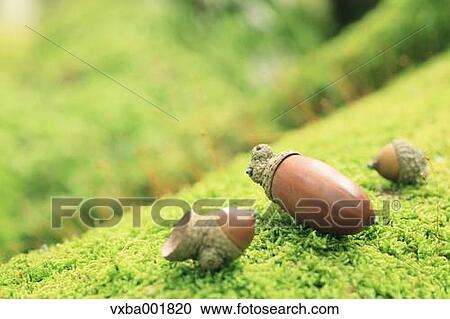 Stock Image - Acorns on moss. Fotosearch