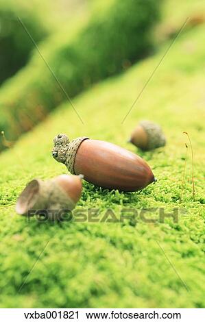 Acorns on moss View Large Photo Image Stock Image - Acorns on moss. Fotosearch