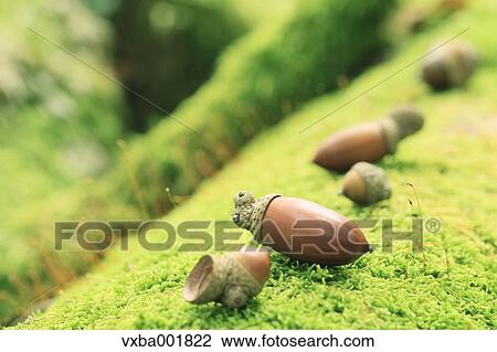 Stock Image - Acorns on moss. Fotosearch