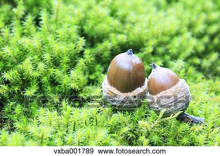 Acorns on moss View Large Photo Image Stock Photo - Acorns on moss. Fotosearch