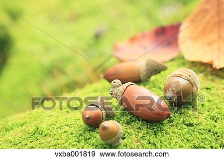 Acorns on moss View Large Photo Image Stock Photo - Acorns on moss. Fotosearch