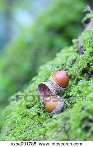 Acorns on moss View Large Photo Image Stock Photography - Acorns on moss. Fotosearch