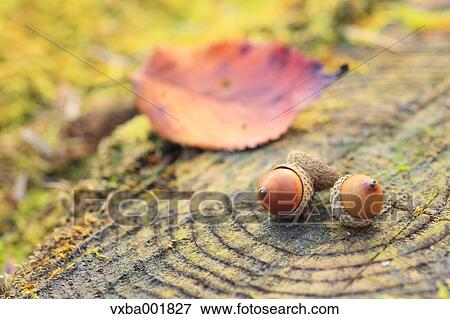 Acorns on tree stump View Large Photo Image Stock Photo - Acorns on tree stump. Fotosearch
