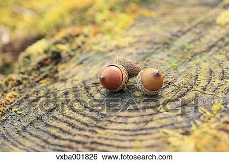 Acorns on tree stump View Large Photo Image Stock Photograph - Acorns on tree stump. Fotosearch