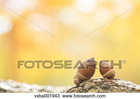 Acorns on tree trunk View Large Photo Image Stock Image - Acorns on tree trunk. Fotosearch