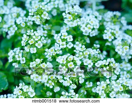 Alyssum View Large Photo Image Stock Photo - Alyssum. Fotosearch