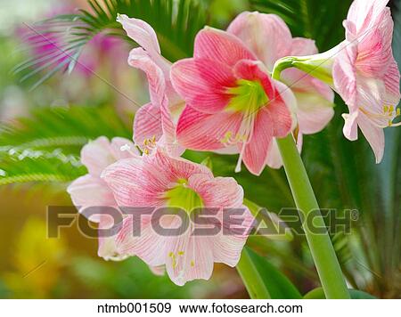 Stock Photo - Amaryllis. Fotosearch