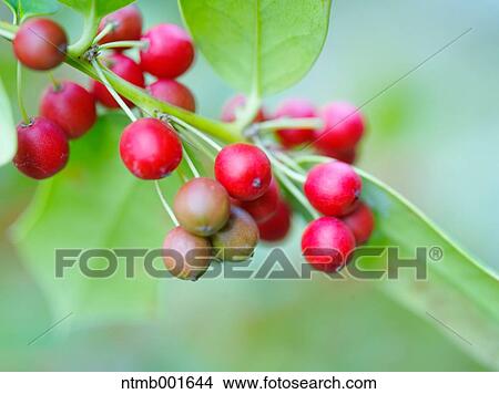 Picture - American holly. Fotosearch