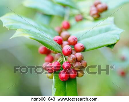 American holly View Large Photo Image Stock Image - American holly. Fotosearch
