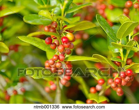 American holly View Large Photo Image Stock Photograph - American holly. Fotosearch