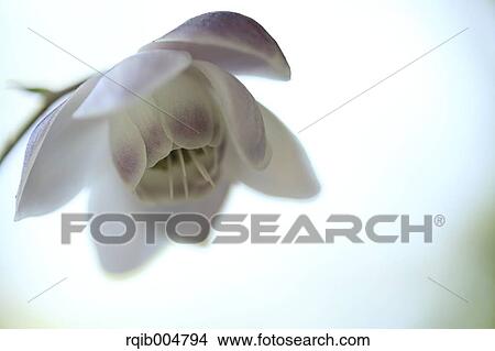 Anemonopsis macrophylla View Large Photo Image Picture - Anemonopsis macrophylla. Fotosearch