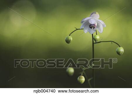 Anemonopsis macrophylla View Large Photo Image Stock Image - Anemonopsis macrophylla. Fotosearch