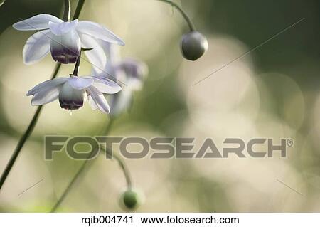 Anemonopsis macrophylla View Large Photo Image Stock Image - Anemonopsis macrophylla. Fotosearch