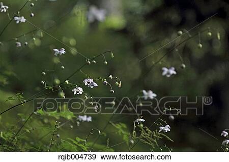 Stock Photo - Anemonopsis macrophylla. Fotosearch